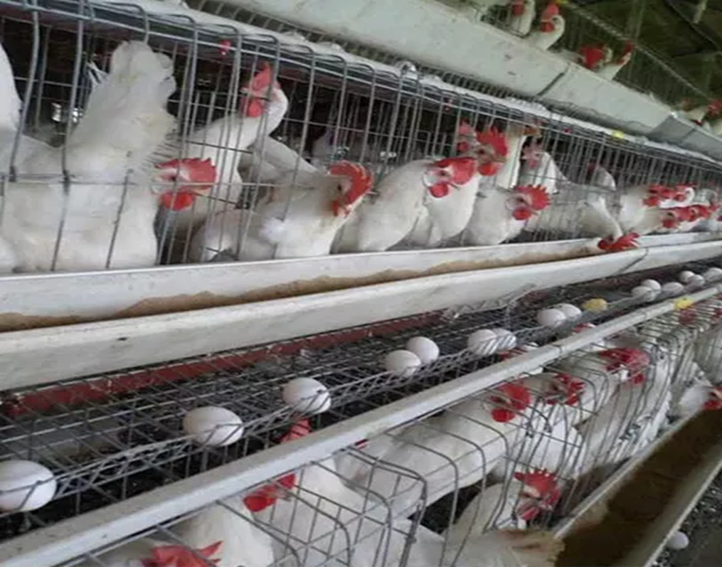 AGRICULTURE – ACSVI