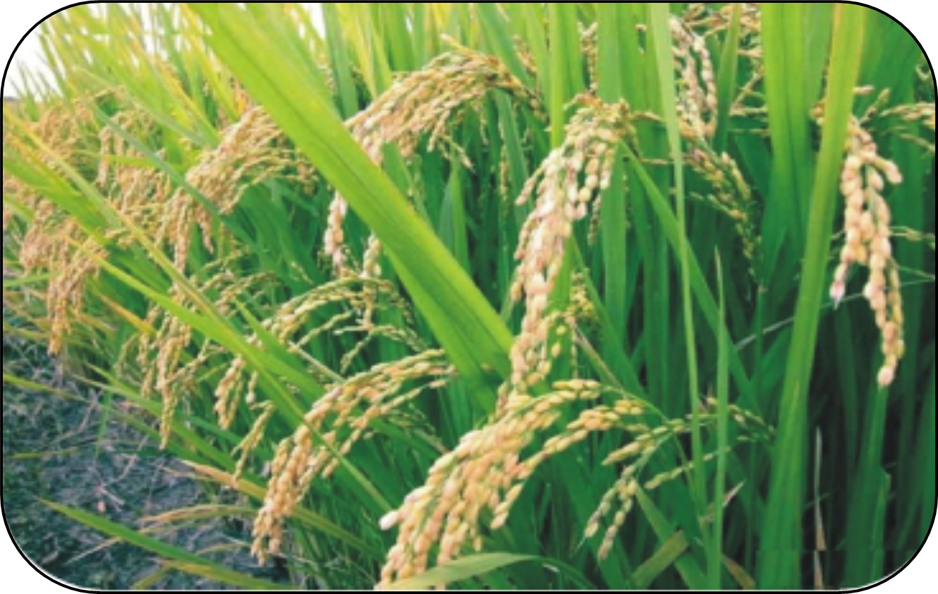 AGRICULTURE – ACSVI