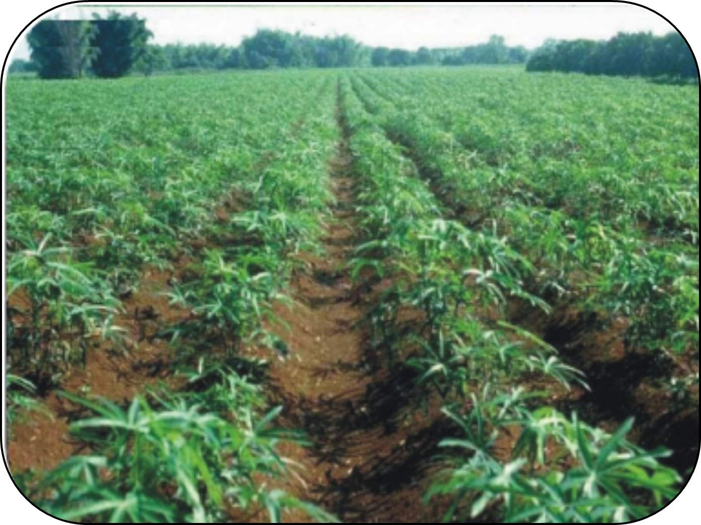 AGRICULTURE – ACSVI